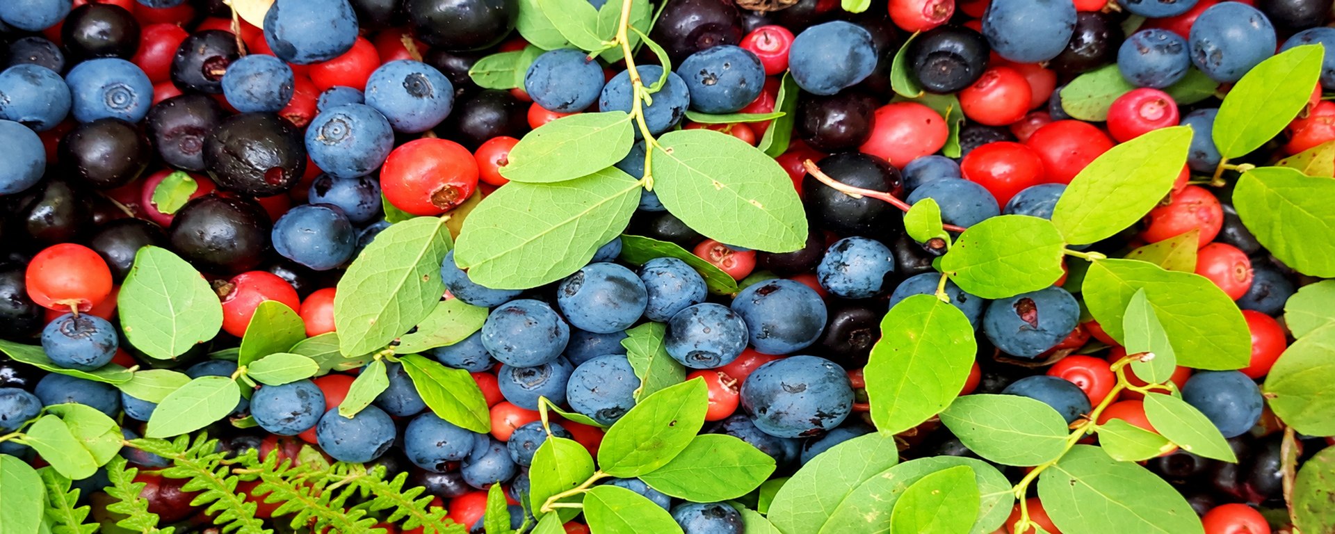 A colourful harvest of wild berries with green leaves.