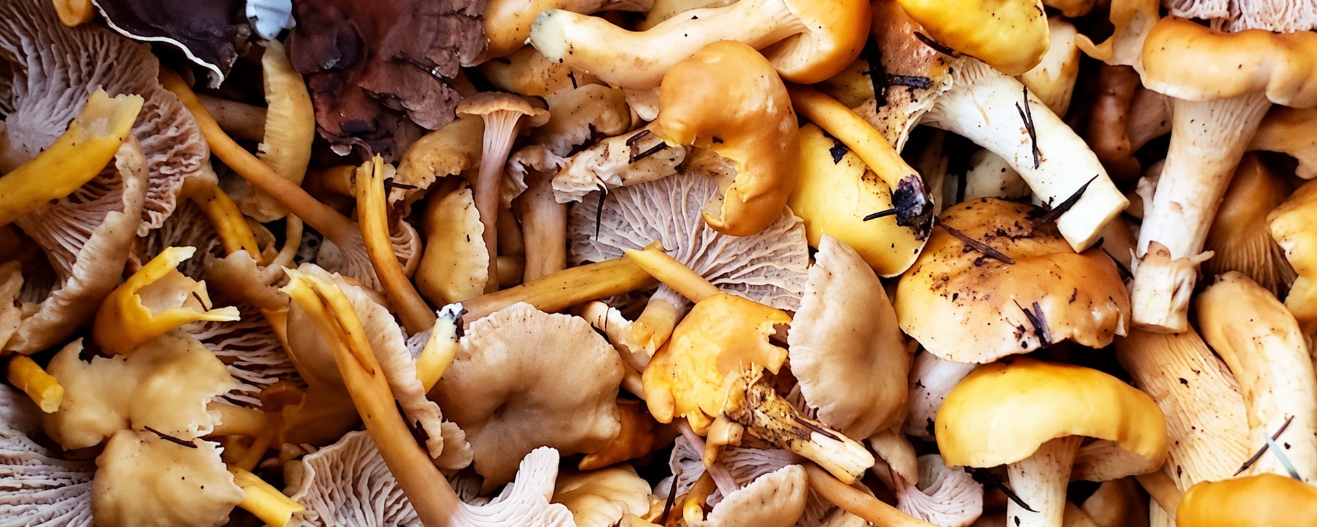 A basket of freshly harvested wild mushrooms.